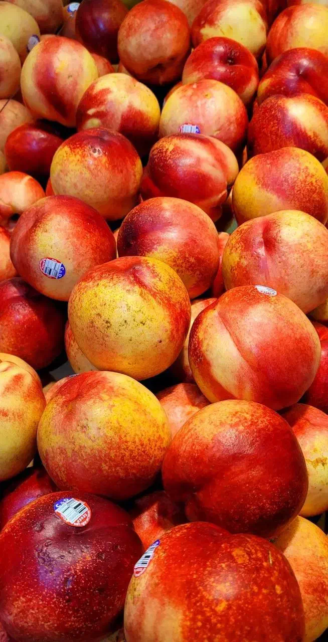 نهال شلیل مغان طعم تابستان|خدمات باغبانی و درختکاری|صومای برادوست, |دیوار