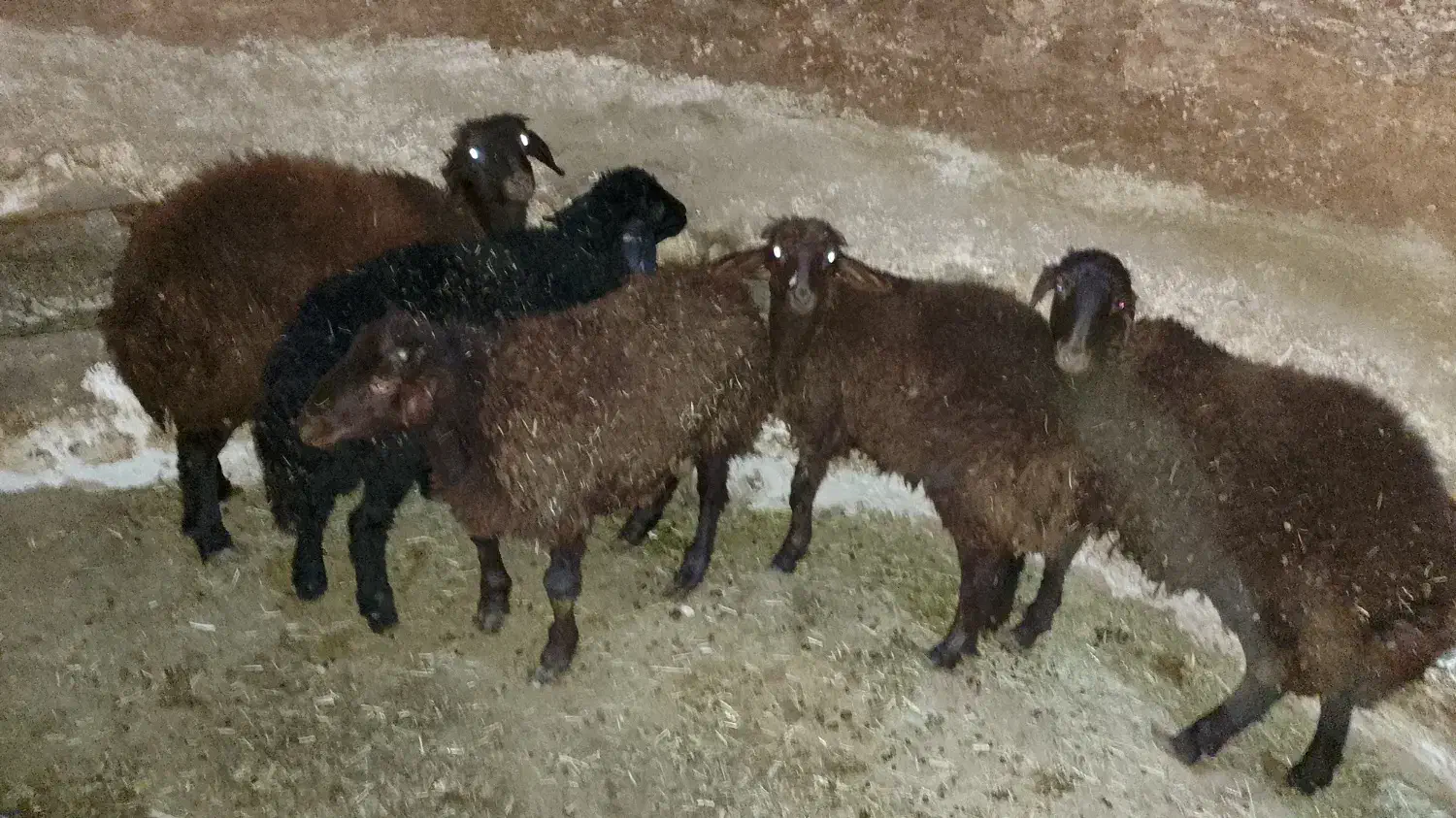 بره بهاره|حیوانات مزرعه|تکاب, |دیوار