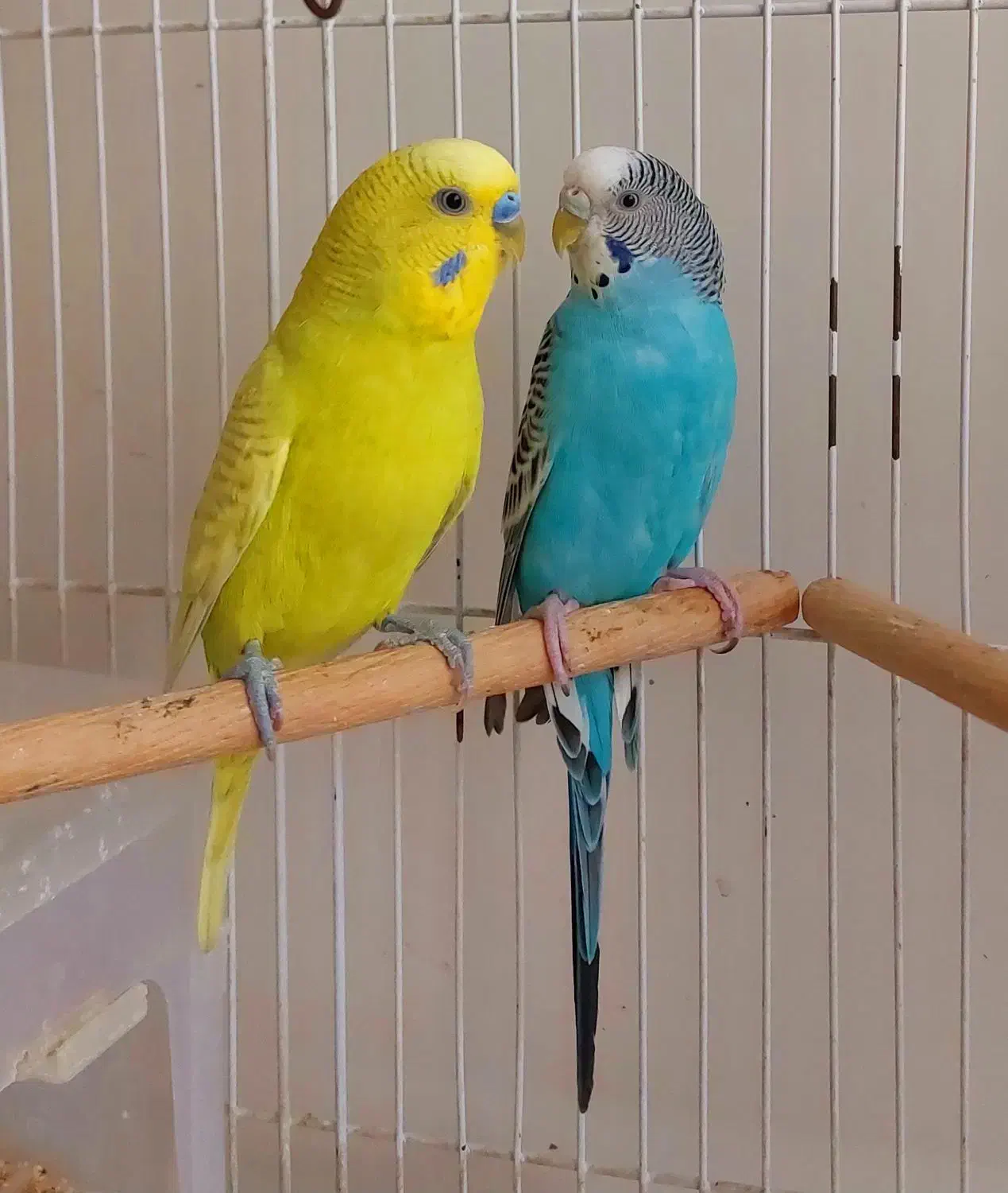 جفت مرغ عشق مولد|پرنده|قزوین, |دیوار