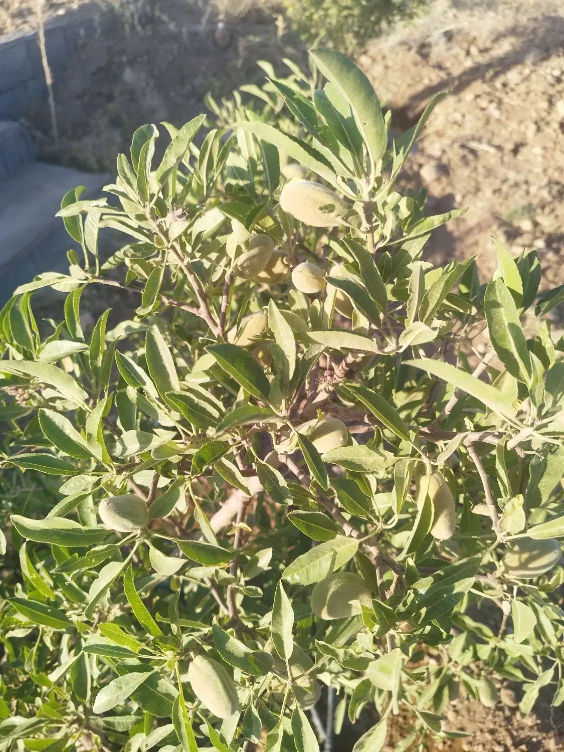 باغ|فروش دفتر صنعتی، کشاورزی، تجاری|بروجن, |دیوار