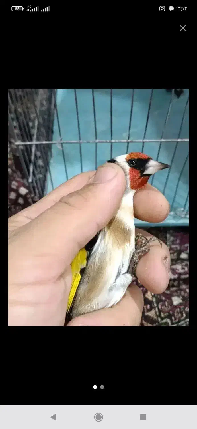 سهره عروس فنج نرگسی|پرنده|قم, بکایی|دیوار