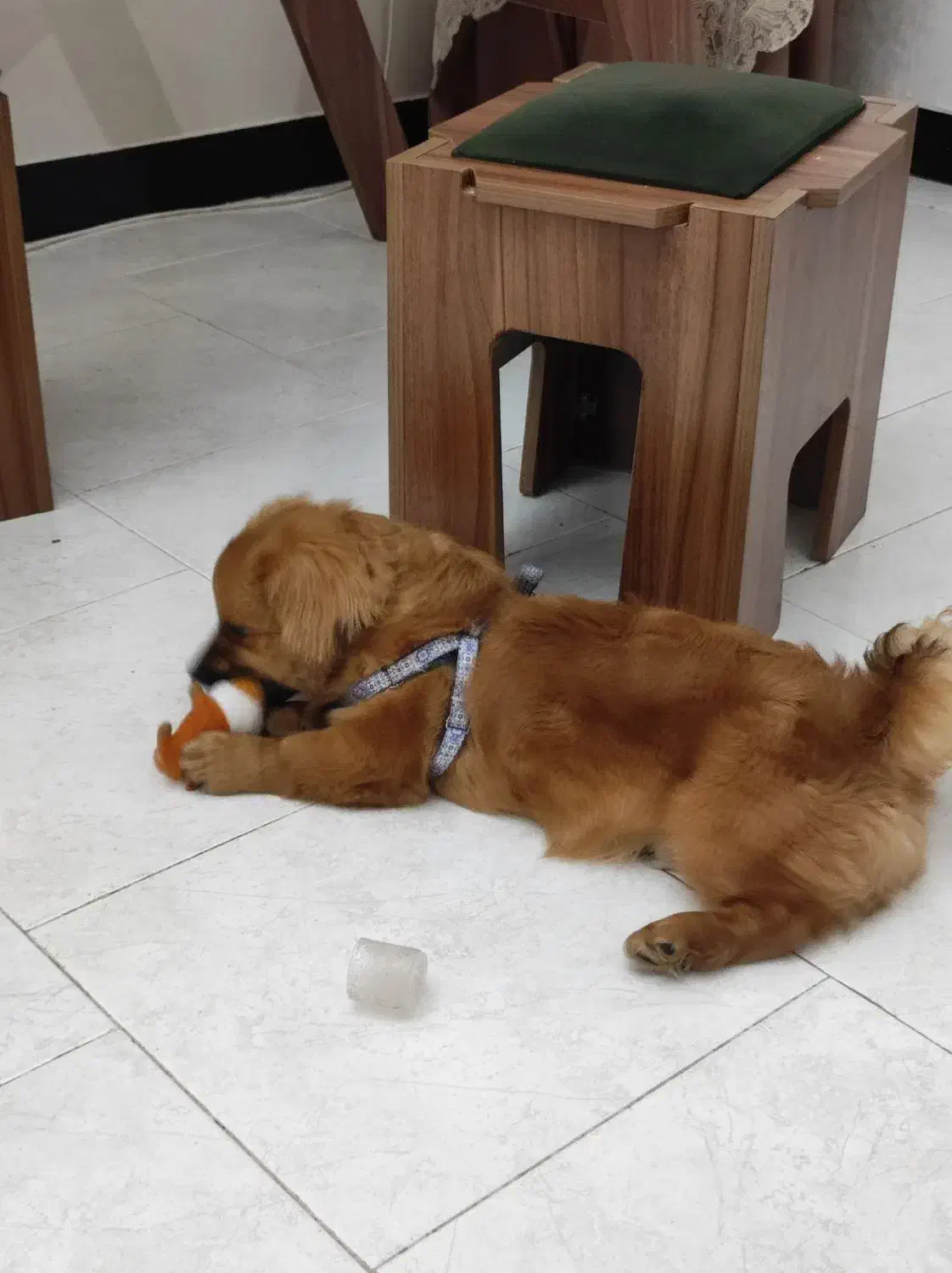 فروش سگ خانگی|سگ|فردیس, شهرک ناز|دیوار