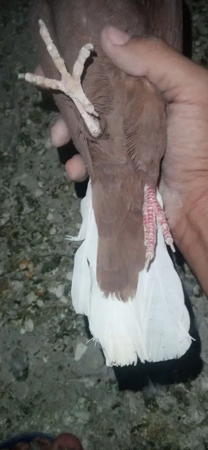 کبوتر|پرنده|داراب, |دیوار