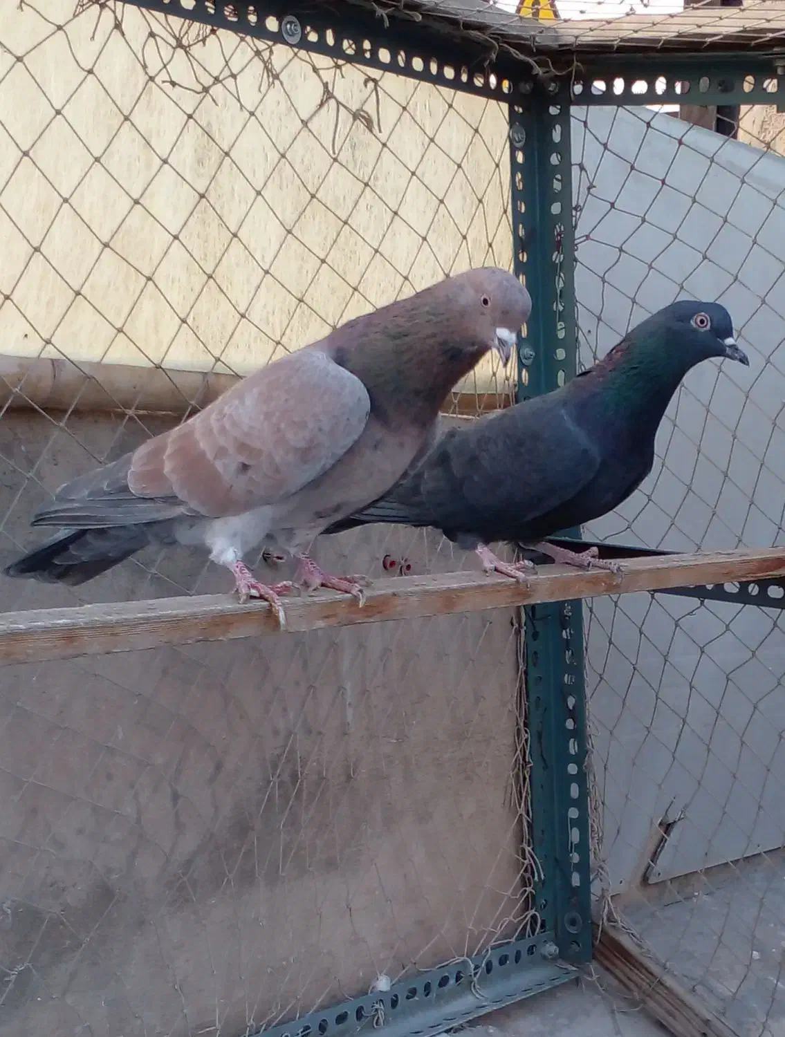 یک جفت کفتر سرور وزاغ|پرنده|تهران, هلال احمر|دیوار