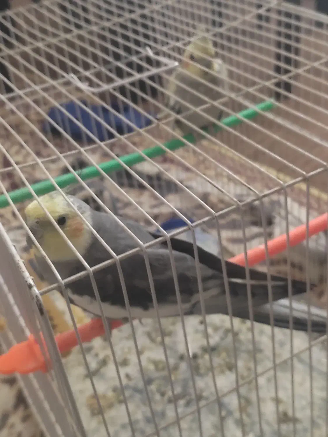 عروس هلند|پرنده|تایباد, |دیوار