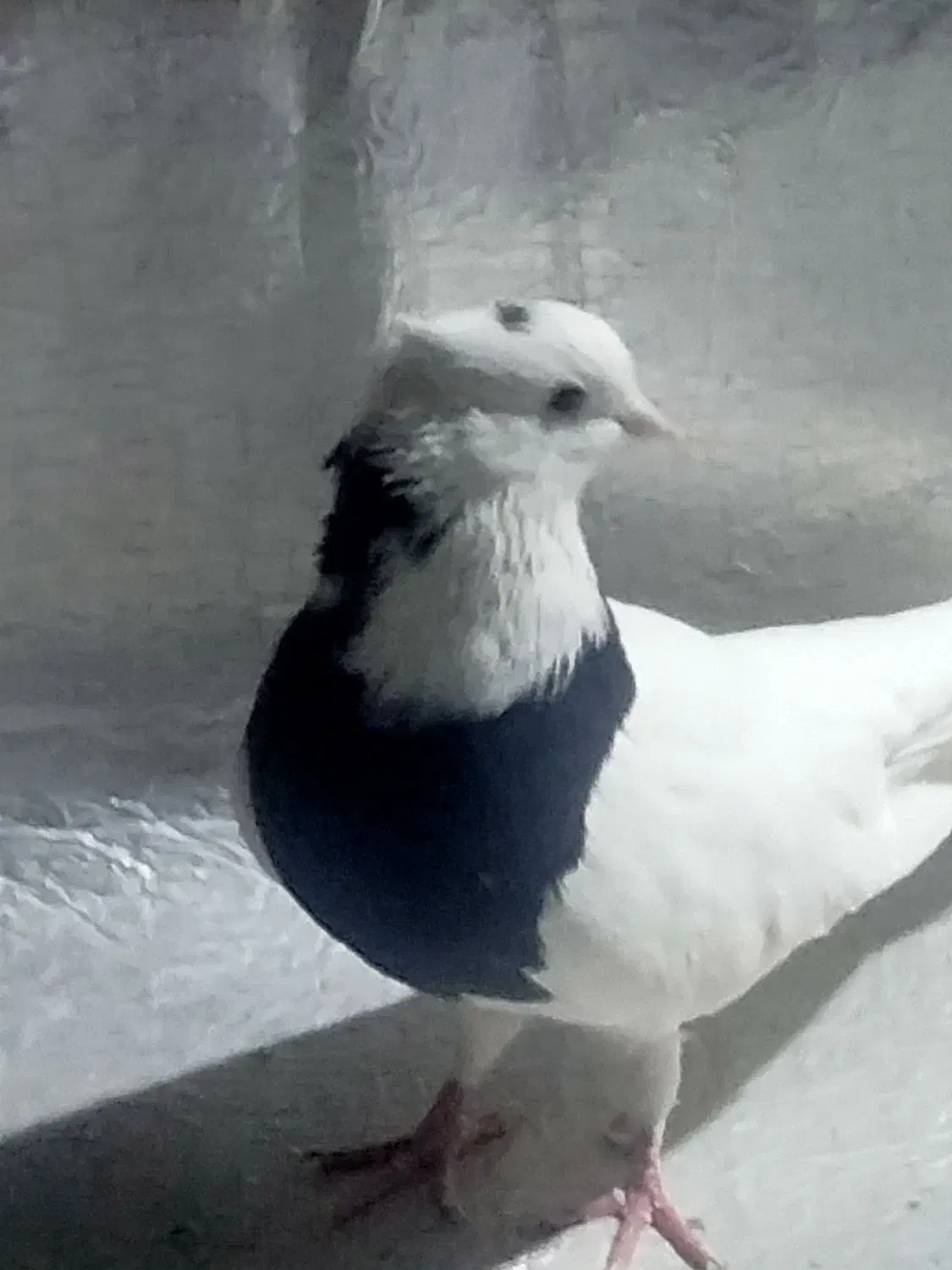 کبوتر طوقی|پرنده|ایلام, |دیوار