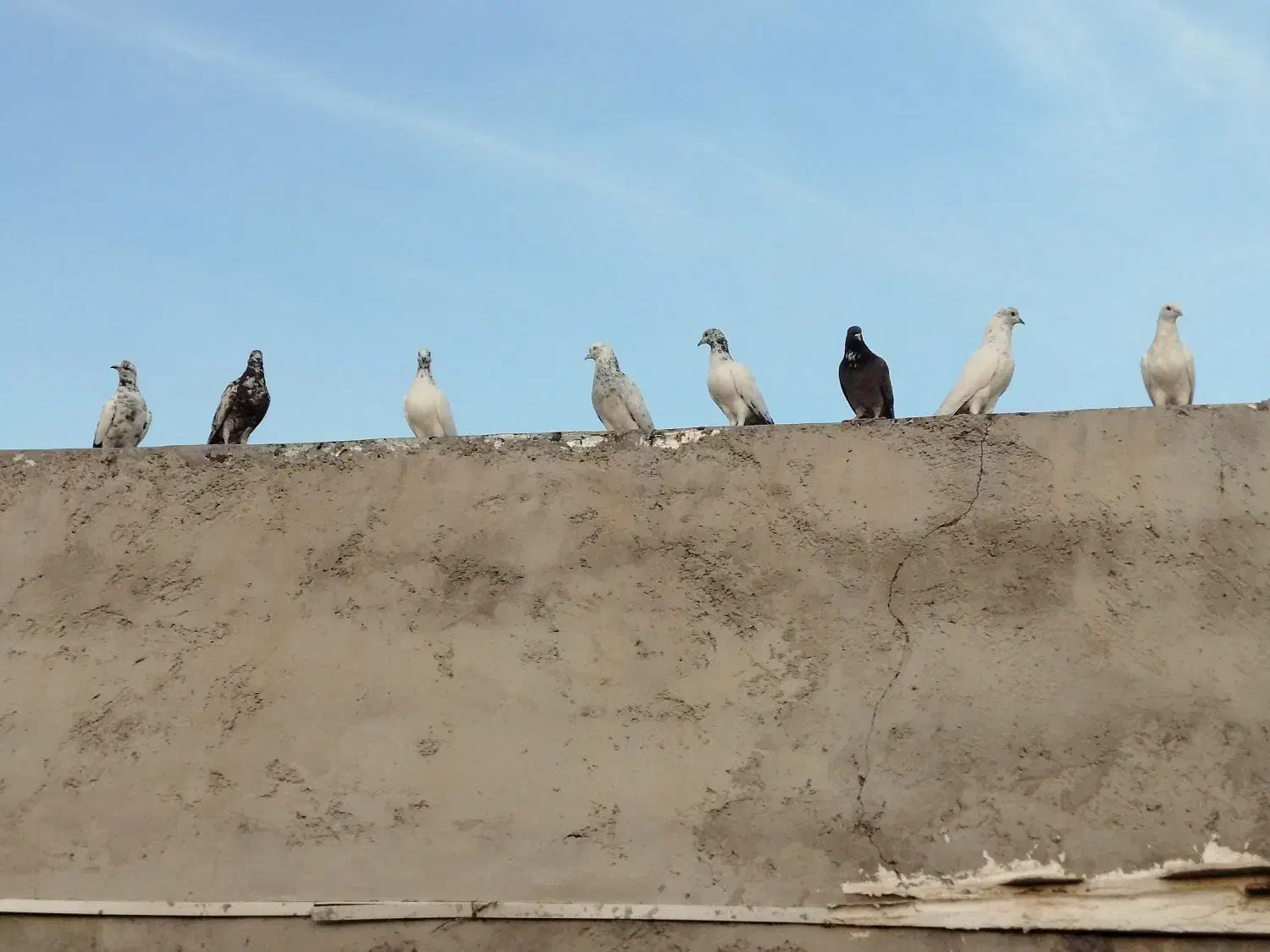 کبوترپرشی|پرنده|فین, |دیوار