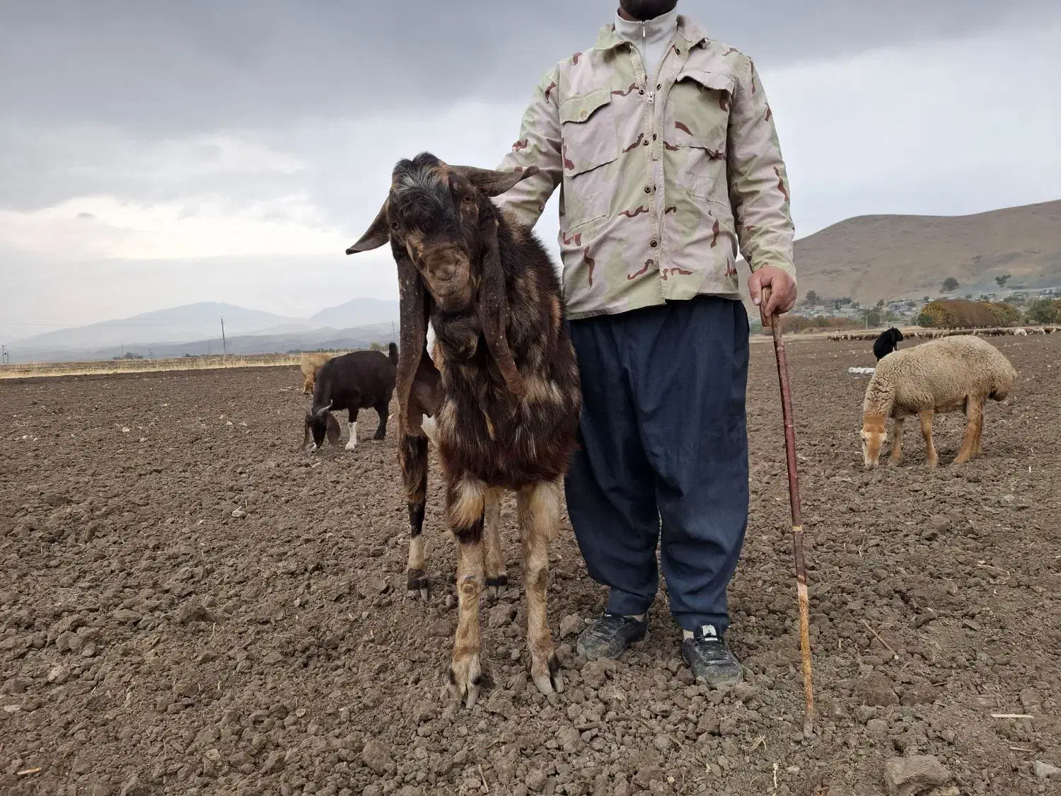 بز پاکستانی|حیوانات مزرعه|صحنه, |دیوار