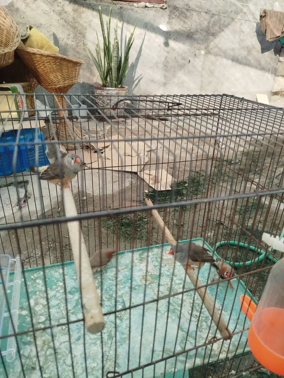 ۵عدد فنچ کینگ باهم|پرنده|بندرعباس, |دیوار