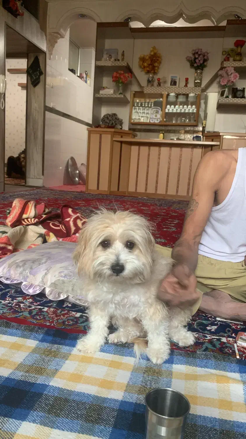 سگ گم شده|حیوانات|اصفهان, طاحونه|دیوار