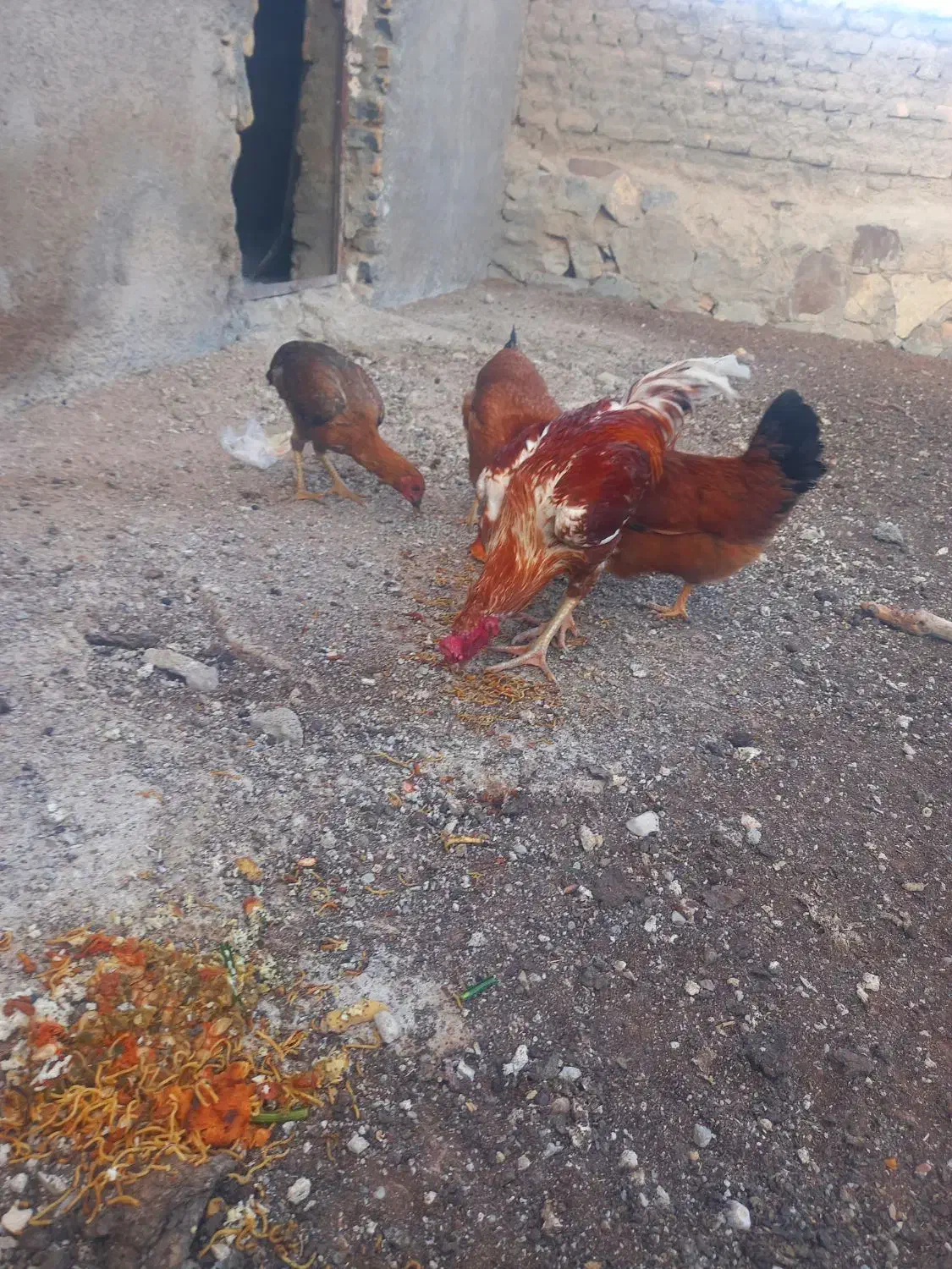 خروس لاری|حیوانات مزرعه|قوچان, |دیوار