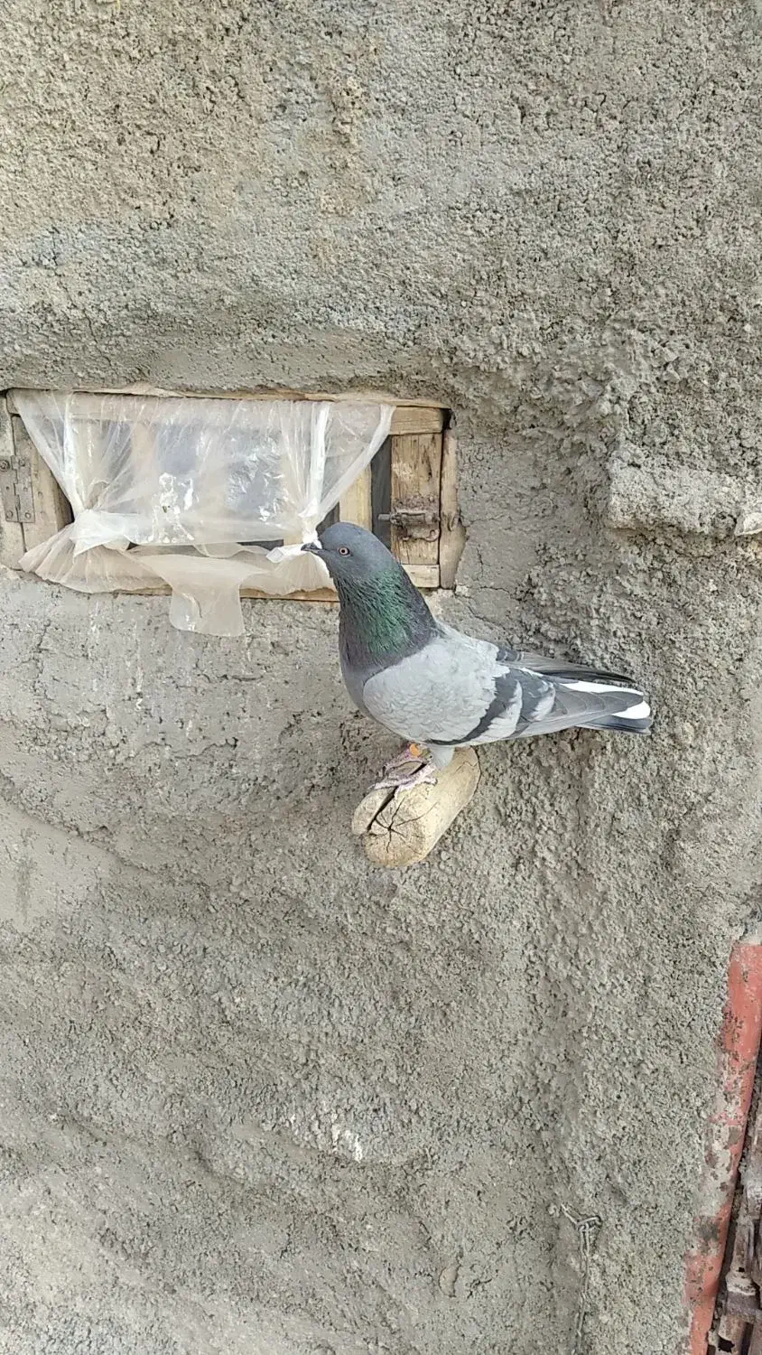 سبز سرو نوک دار|پرنده|کرمانشاه, |دیوار