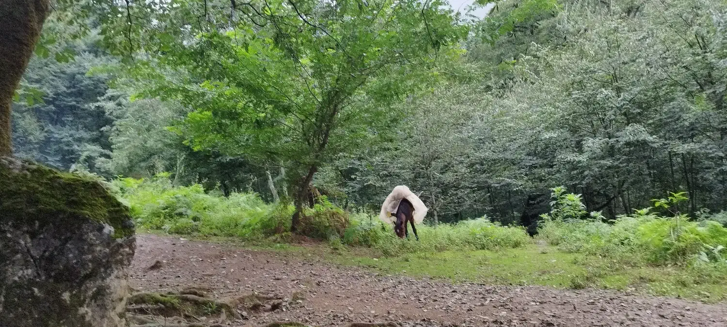 27 قصب خونه باغ ساردوئیه|فروش زمین و ملک کلنگی|رودبار (کرمان), |دیوار