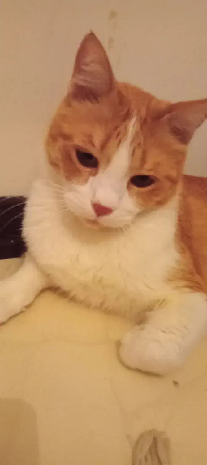 واگذاری موقت گربه|گربه|پرند, فاز ۶|دیوار