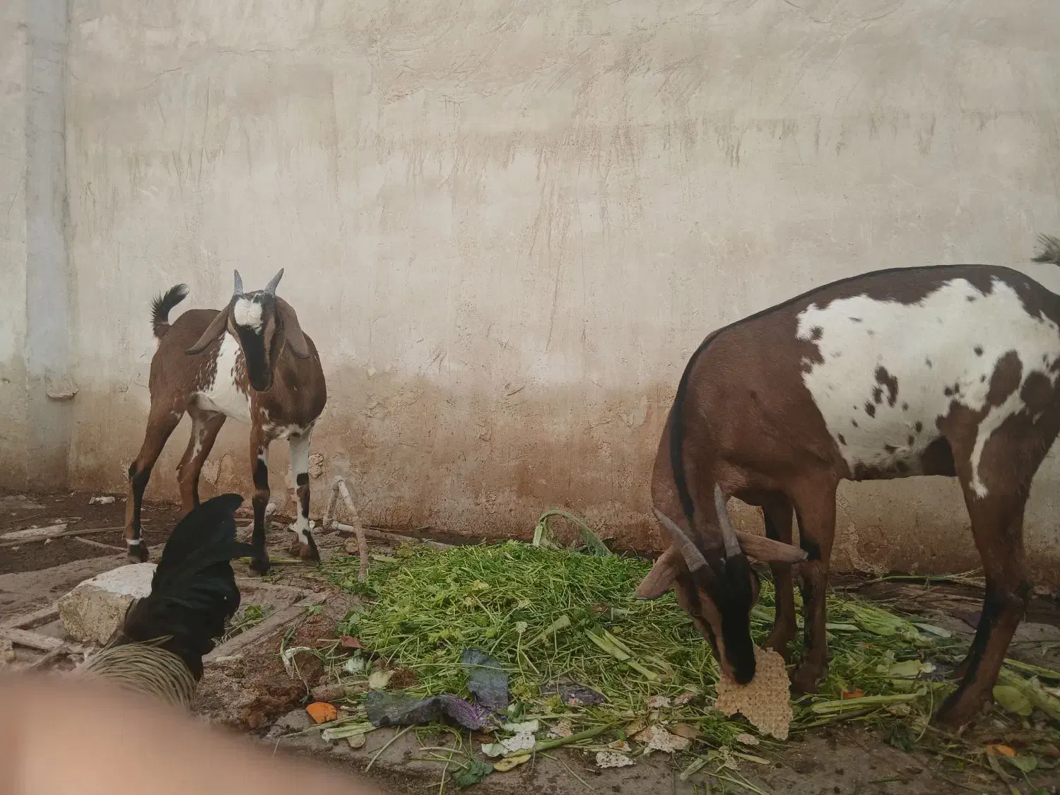 بز سومالی|حیوانات مزرعه|بردخون, |دیوار