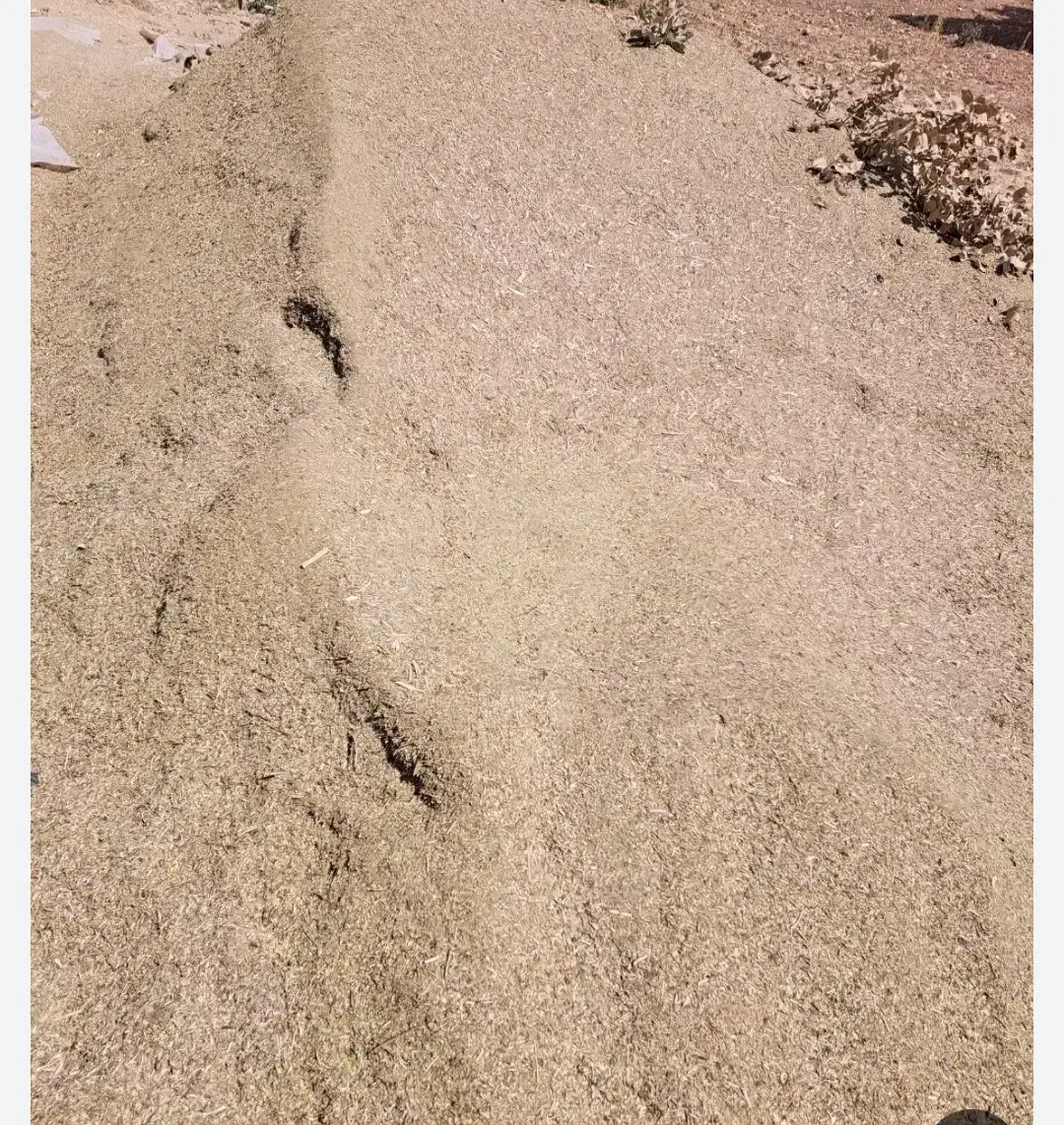 کاه ماش|حراج|بوستان, |دیوار