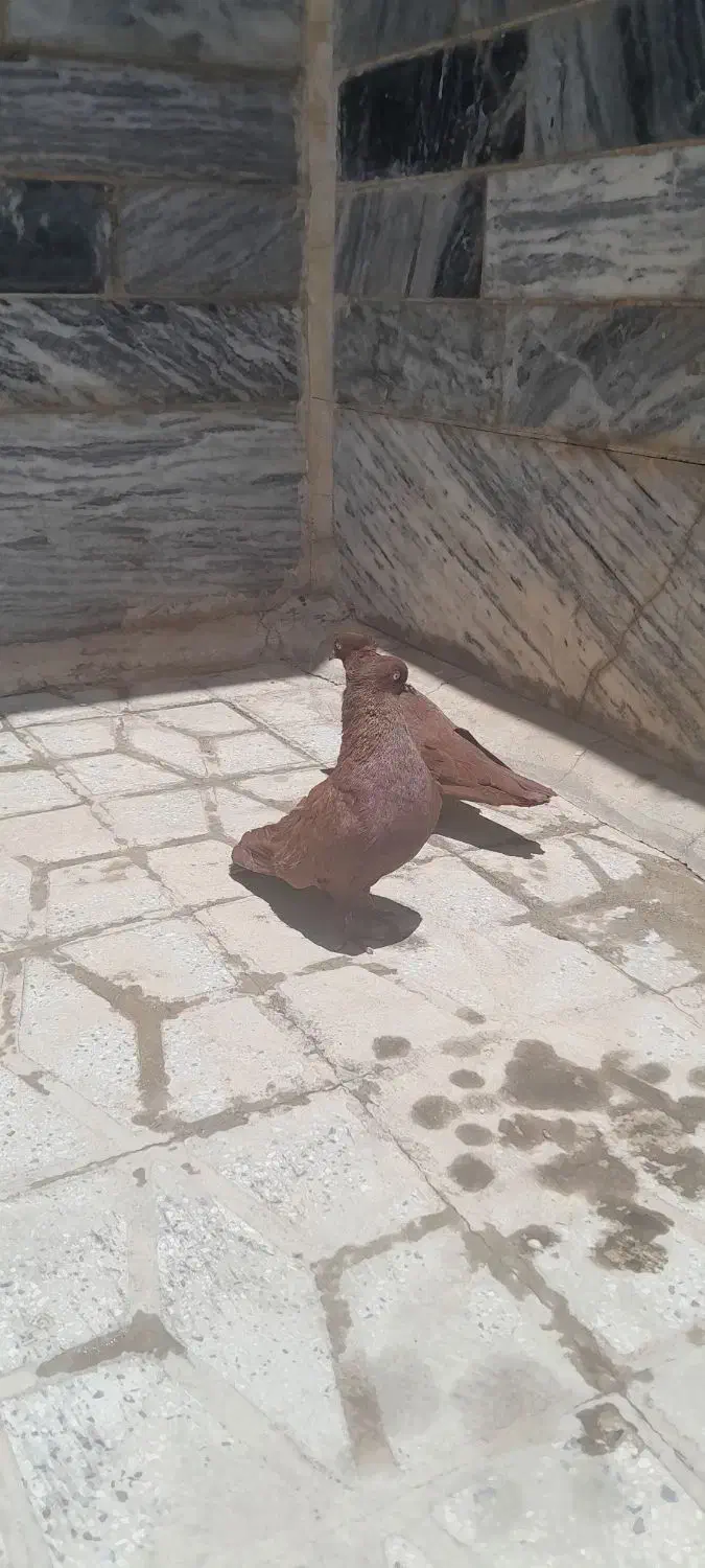 کبوتر یک|پرنده|اشترینان, |دیوار