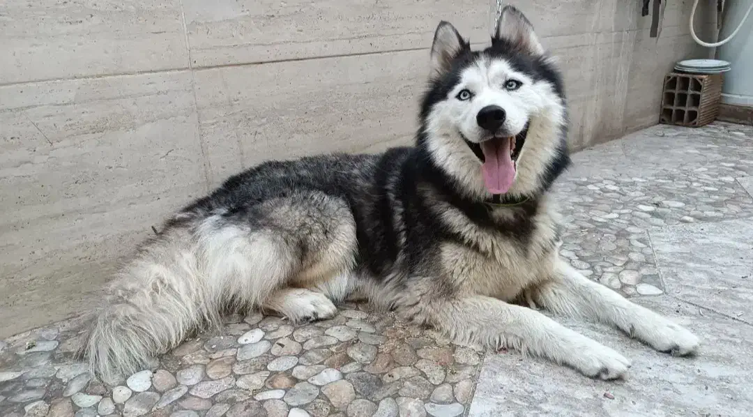 هاسکی|سگ|فاضل آباد, |دیوار