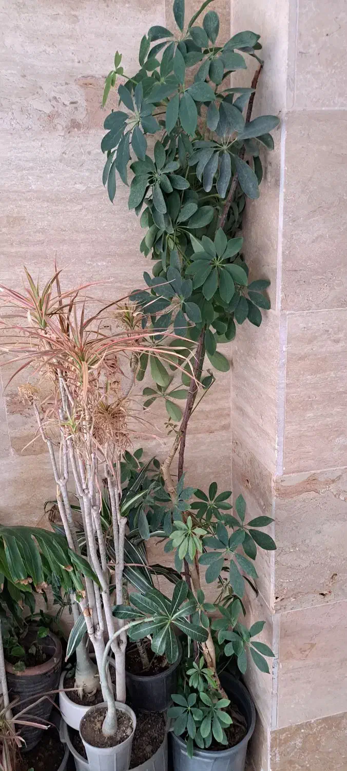 ح ر ا ج گیاهان آپارتمانی|گل و گیاه طبیعی|کرج, بنیاد|دیوار