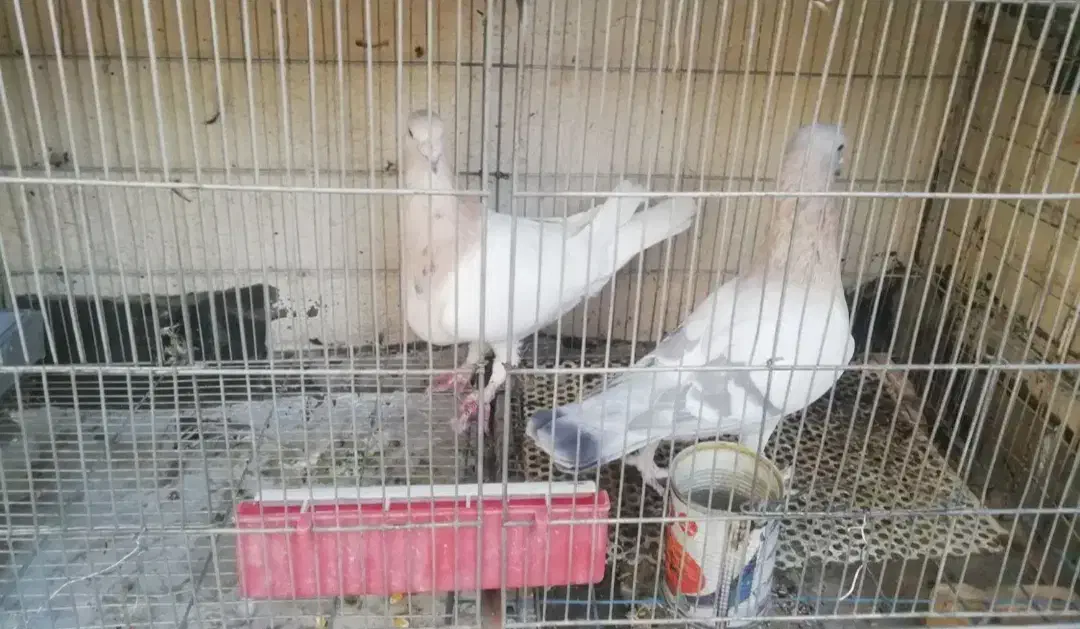 سرور شهرستانی هفت رنگ|پرنده|تهران, دستغیب|دیوار