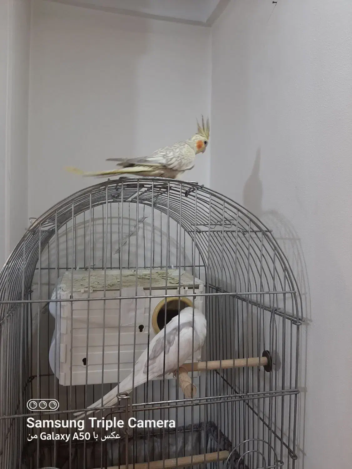 عروس هلندی ماده|پرنده|تهران, دستغیب|دیوار