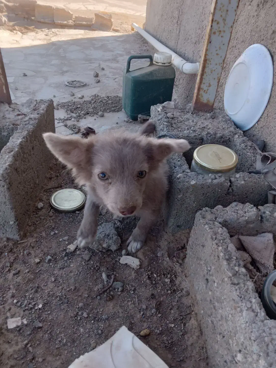 سگ بازیگوش|سگ|سبزوار, پاسداران|دیوار