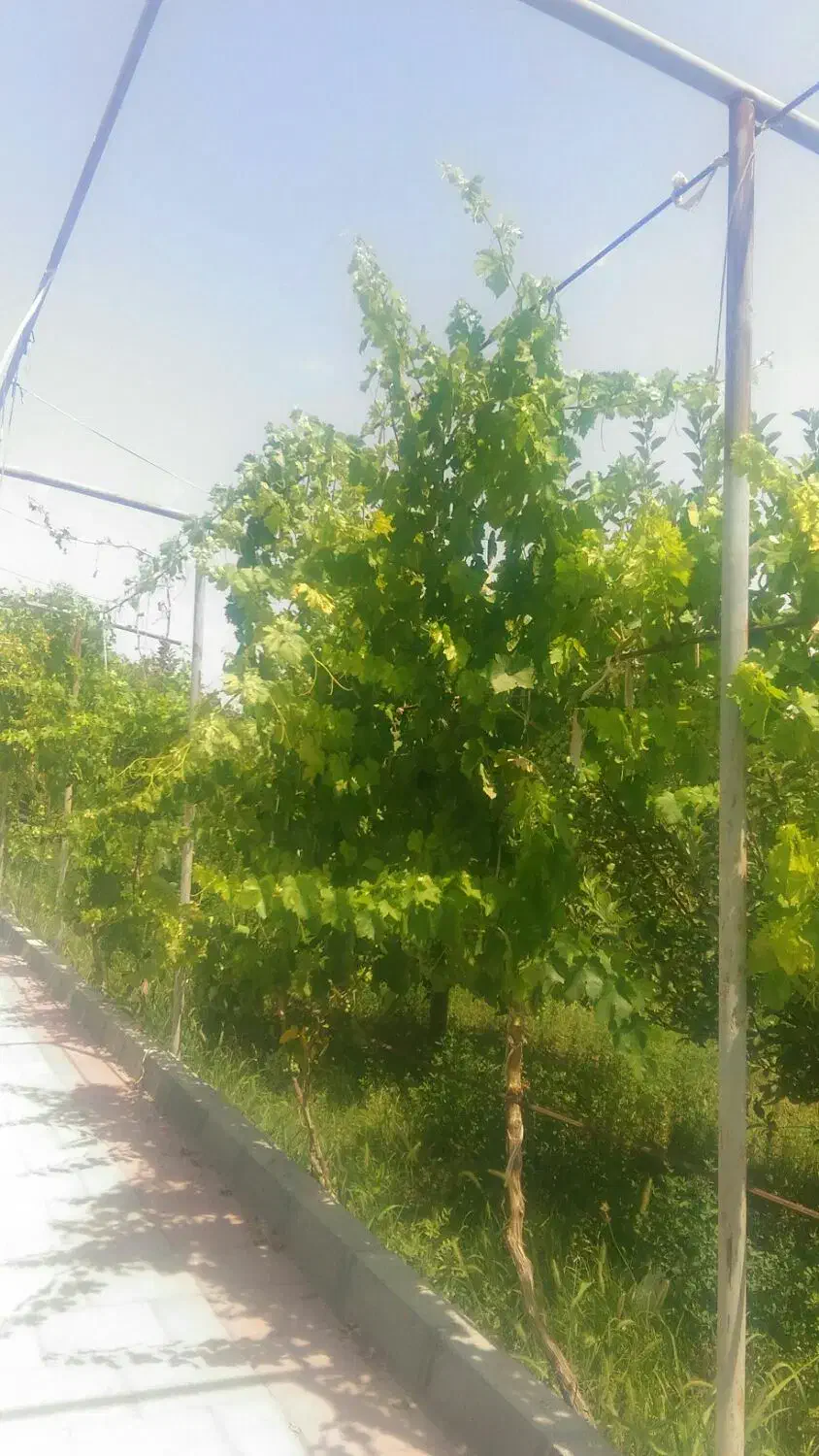 یک نفر خانم جهت نظافت|استخدام سرایداری و نظافت|ارومیه, |دیوار