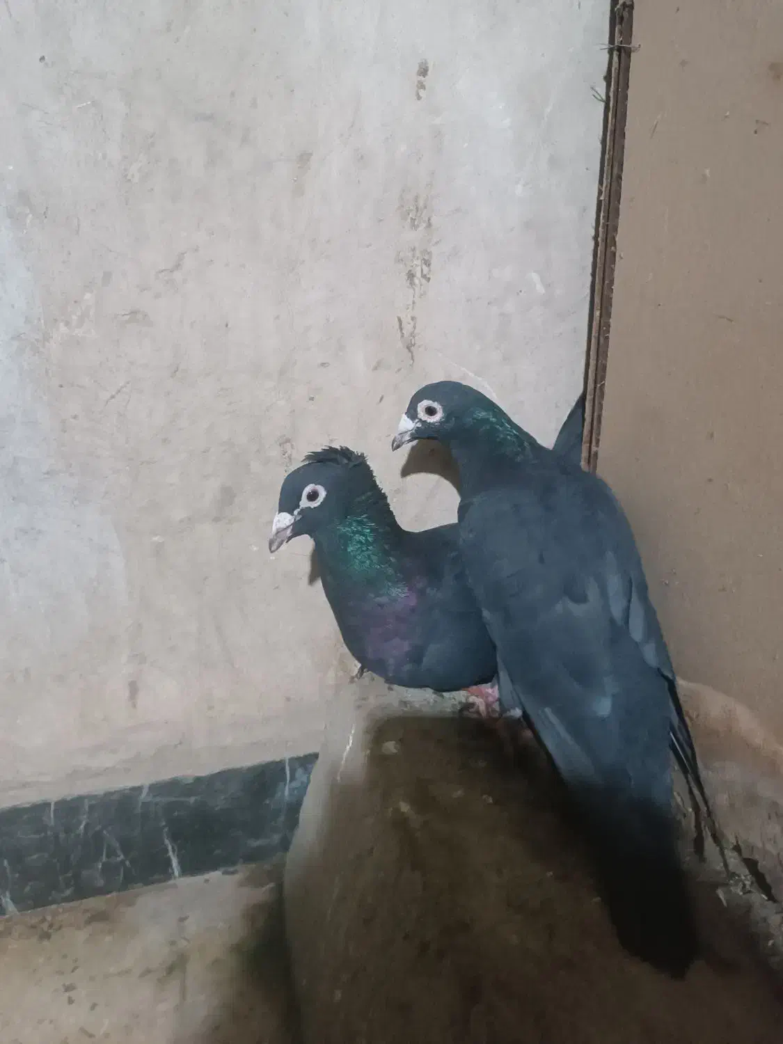 مجسمه زاغ سیستانی|مجسمه، تندیس، ماکت|زاهدان, |دیوار