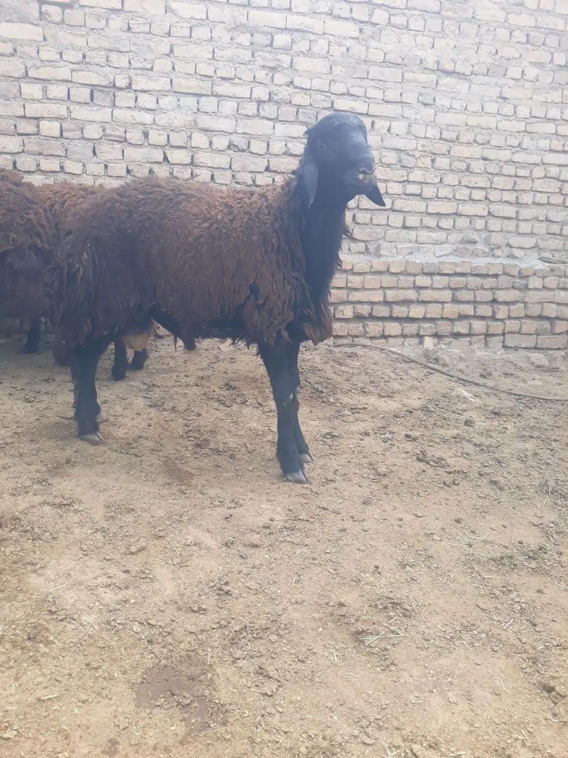 بره|حیوانات مزرعه|نیشابور, شهرک رضوی|دیوار