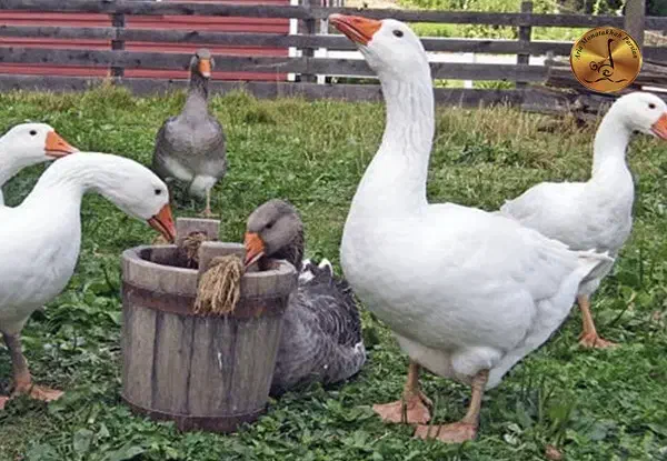 فروش غاز محلی ارگانیک|حیوانات مزرعه|قائمشهر, |دیوار