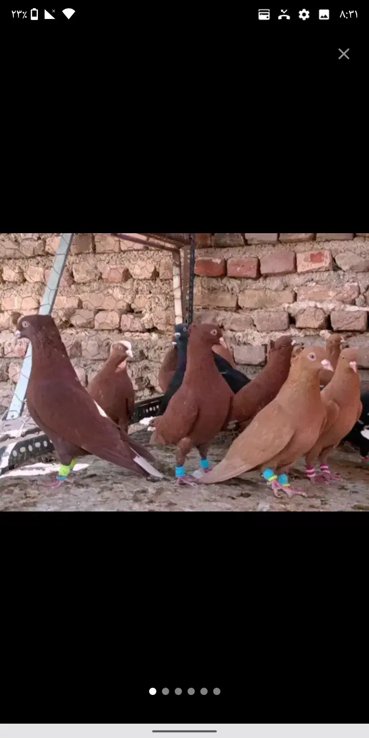 پرنده|پرنده|زاهدان, |دیوار