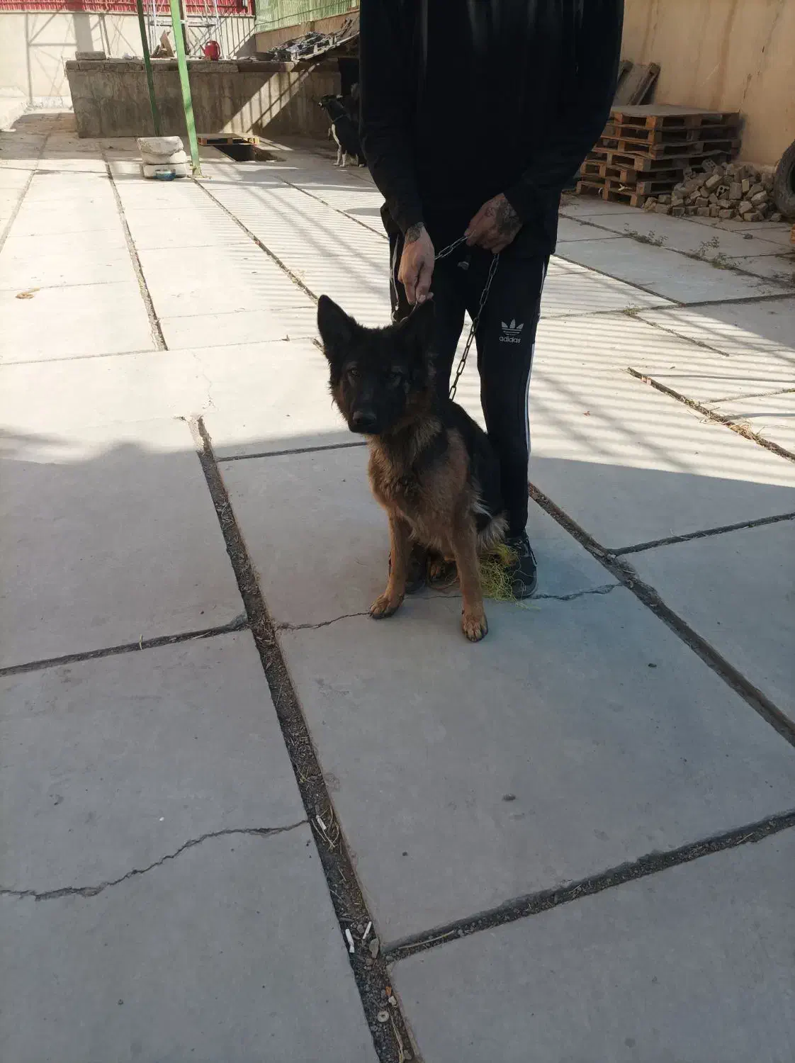 سگ ژرمن  باهوش|سگ|کهریزک, |دیوار