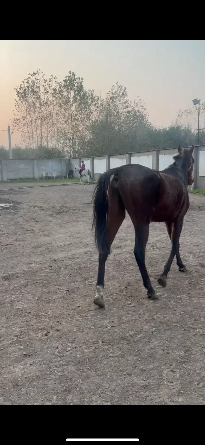 اسب نریون تروبرد ۷ ساله|اسب و تجهیزات اسب‌سواری|رشت, کوی بیانی|دیوار