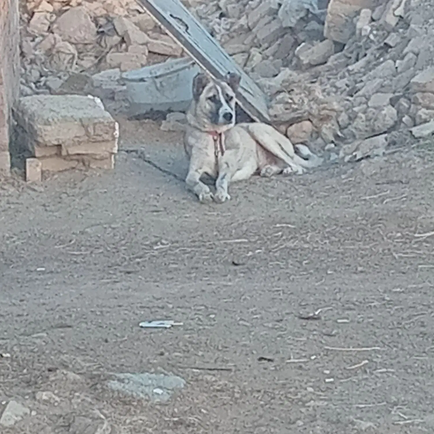 سگ سرابی|سگ|سلماس, |دیوار