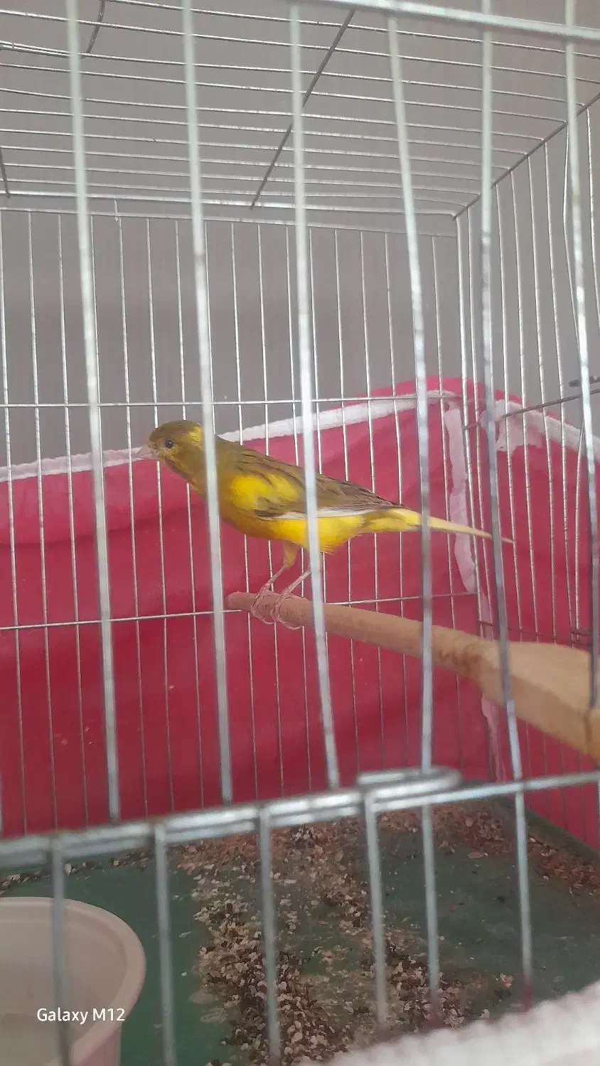 قناری ماده و نر ابلق|پرنده|اصفهان, مهدیه|دیوار