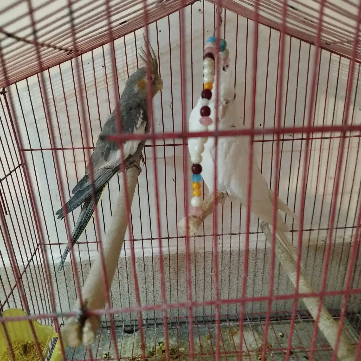 عروس هلندی البینو لوتینو سیامون دستی|پرنده|قم, قلعه کامکار|دیوار