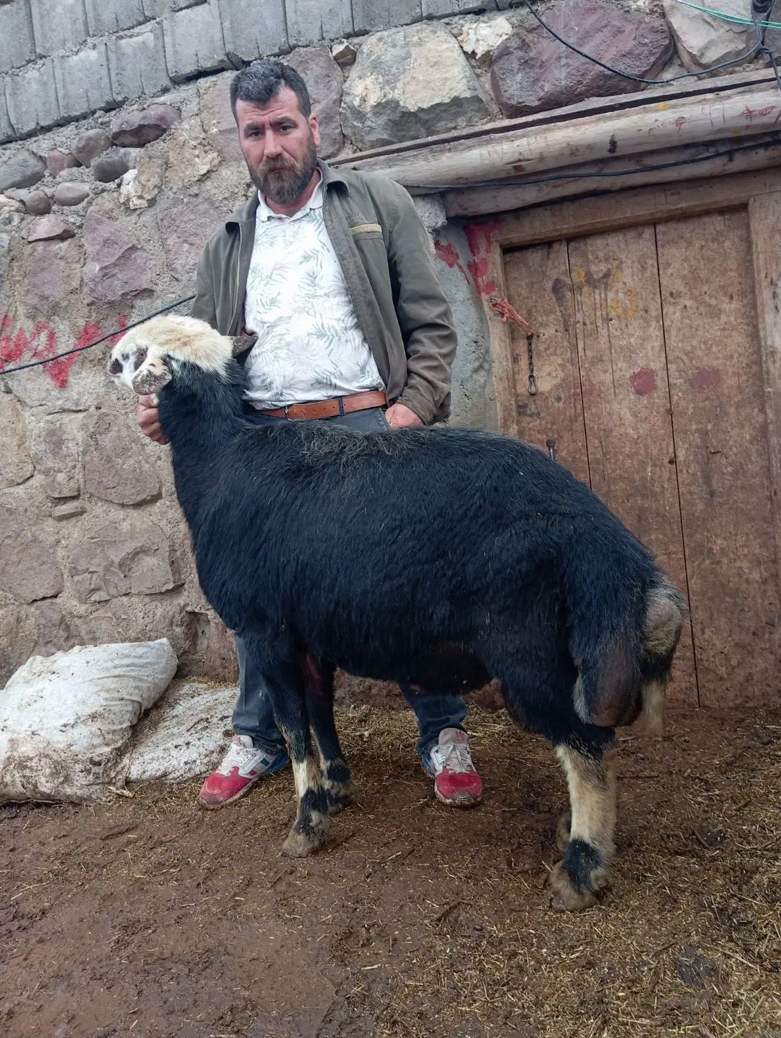 فروشی|حیوانات مزرعه|هشترود, |دیوار