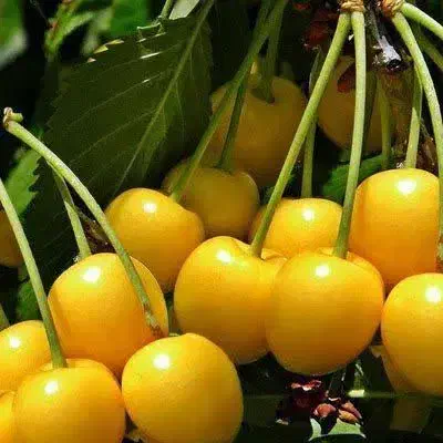 نهال گیلاس زرد اورمیه لیبل دار پیشفروش|خدمات باغبانی و درختکاری|بستان آباد, |دیوار