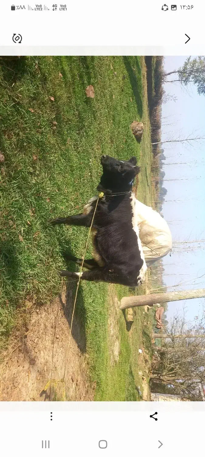 فروش گوساله ماده|حیوانات مزرعه|سیاهکل, |دیوار