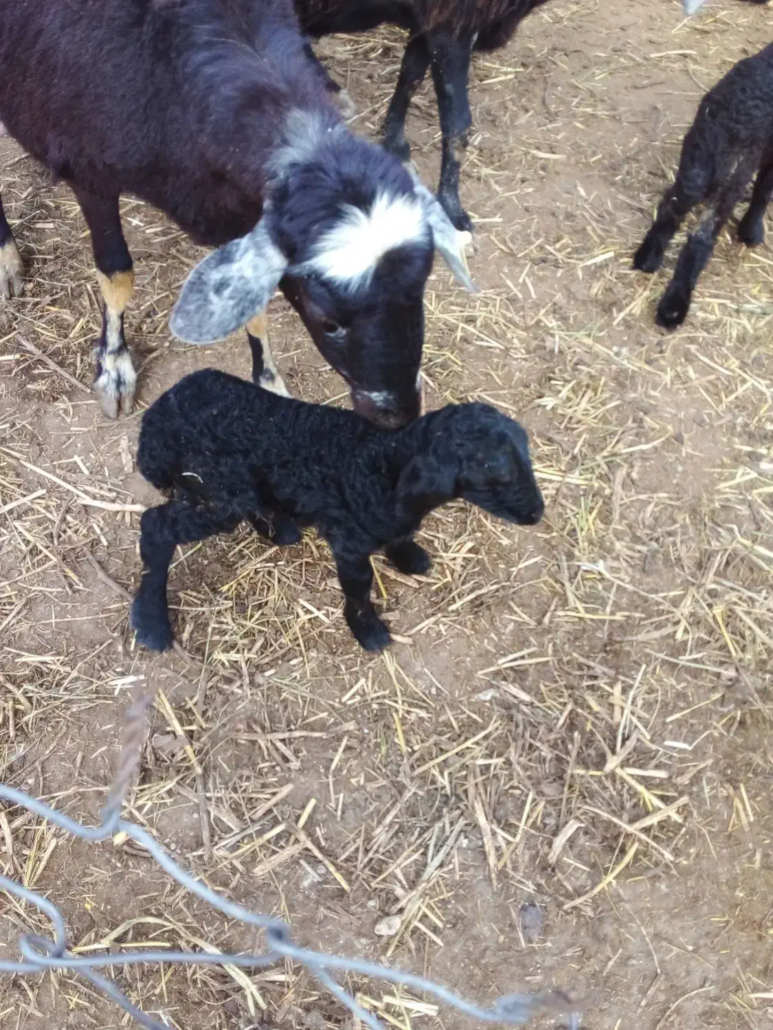 فروش بره شیری قره قیزیل|حیوانات مزرعه|محمدیار, |دیوار