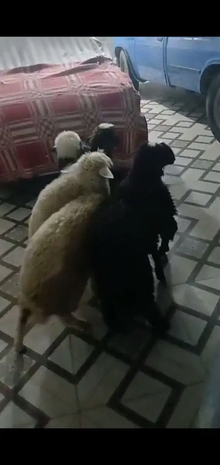 چهارتا بره سالم و سرحال|حیوانات مزرعه|شادگان, |دیوار