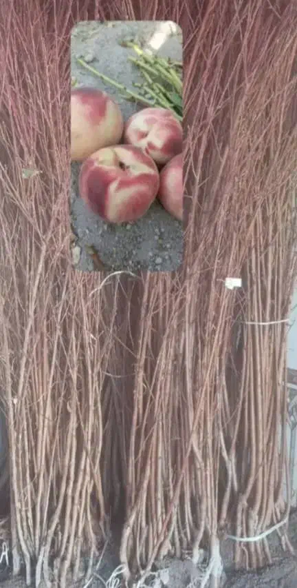 صنوبر و تمامی نهال های میـوه دار|خدمات باغبانی و درختکاری|ماسال, |دیوار