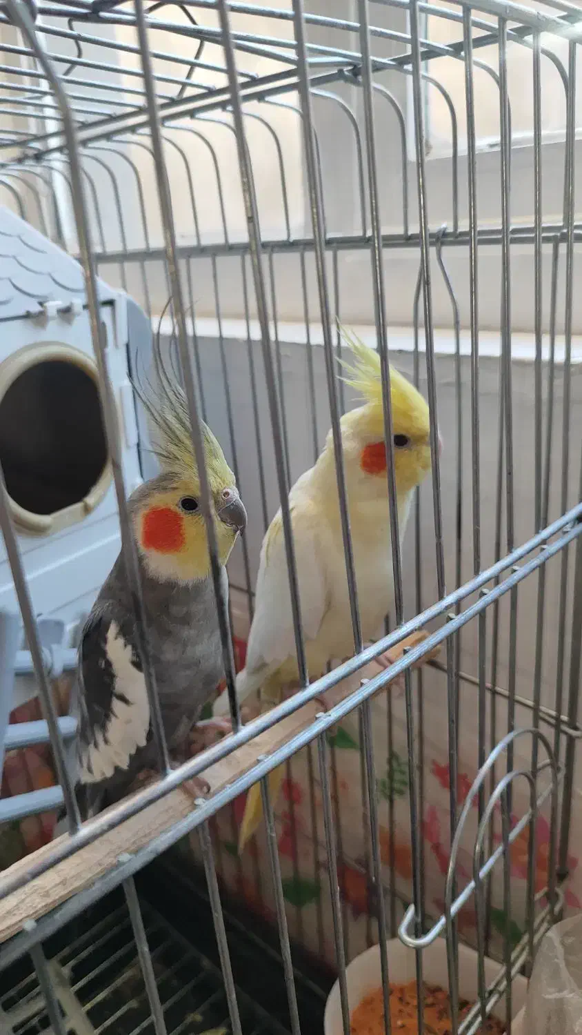 یک جفت عروس هلندی نروماده مولدباتجهیزات|پرنده|بیجار, |دیوار