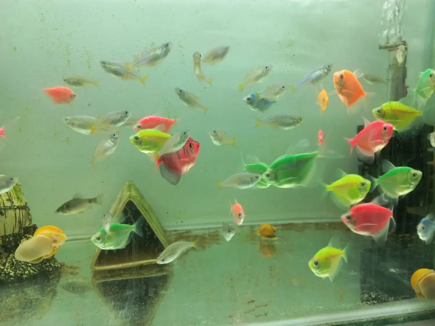 ماهی زینتی|ماهی|بندر ماهشهر, |دیوار