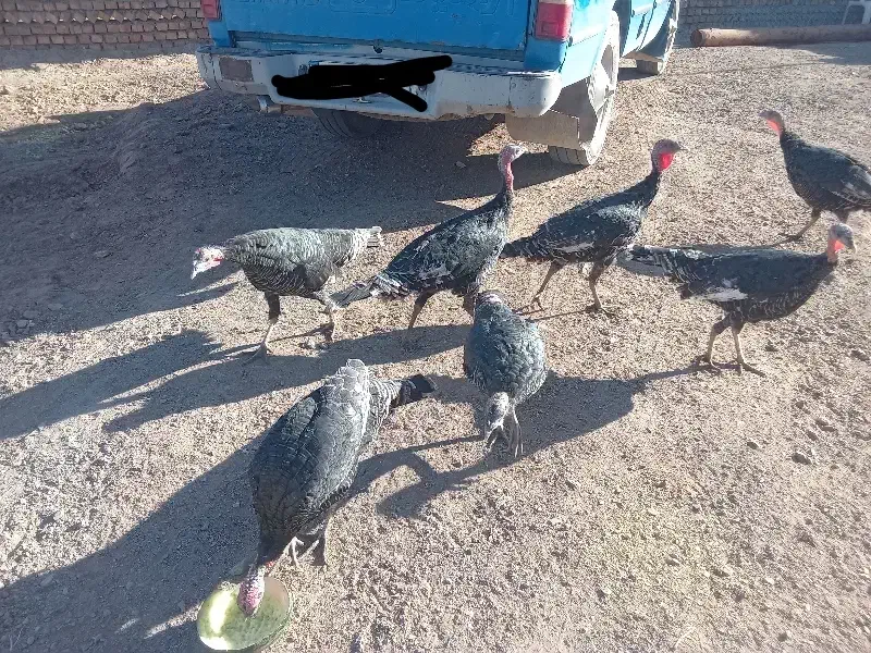 بوقلمون نر و ماده|حیوانات مزرعه|نیشابور, خط کاشمر|دیوار