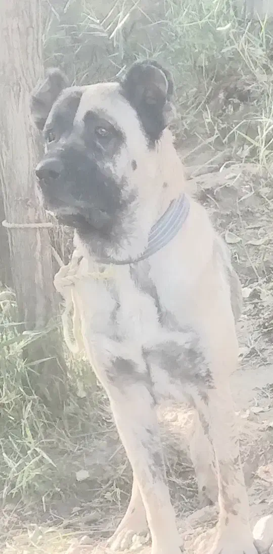 فروش.سگ.سرابی.بستان.اباد|سگ|بستان آباد, |دیوار