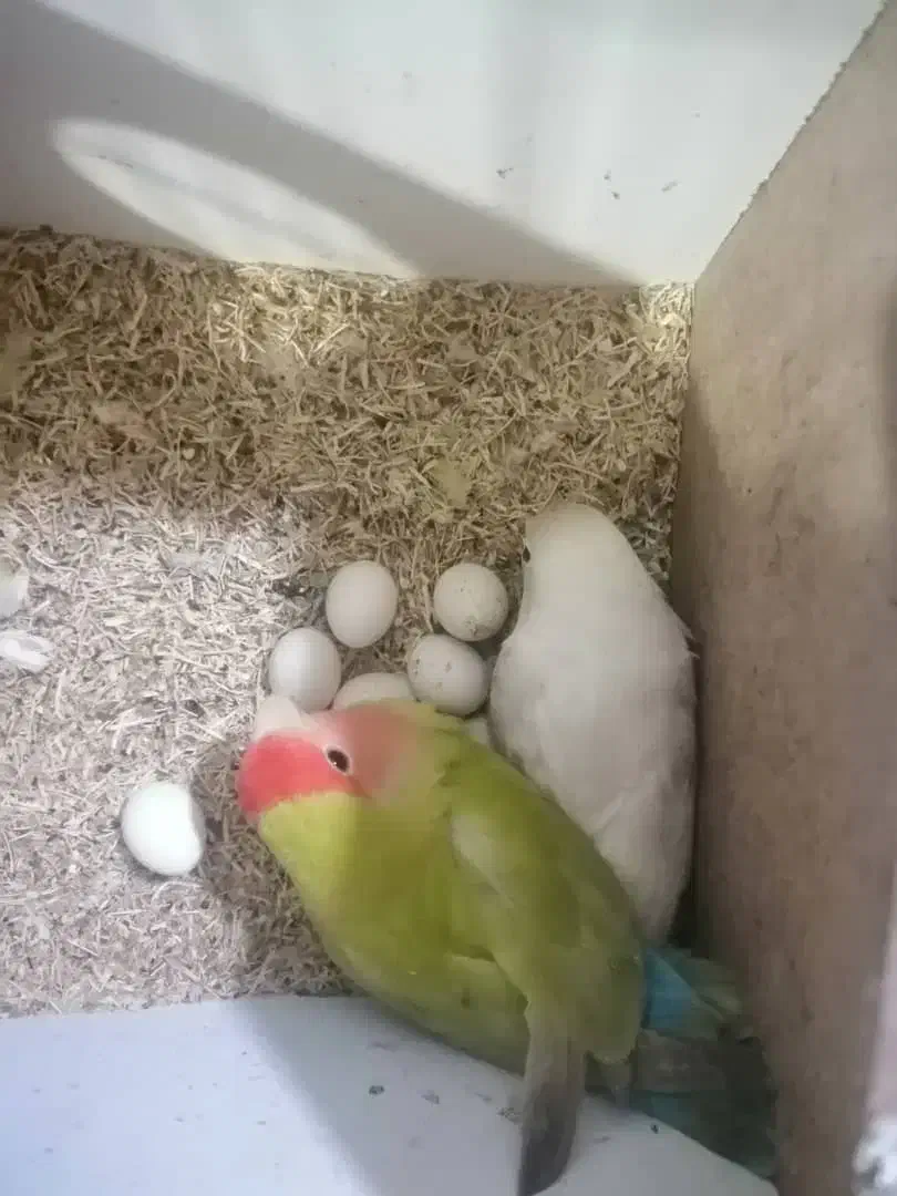 طوطی برزیلی نر و ماده|پرنده|رشت, کوی مهر|دیوار