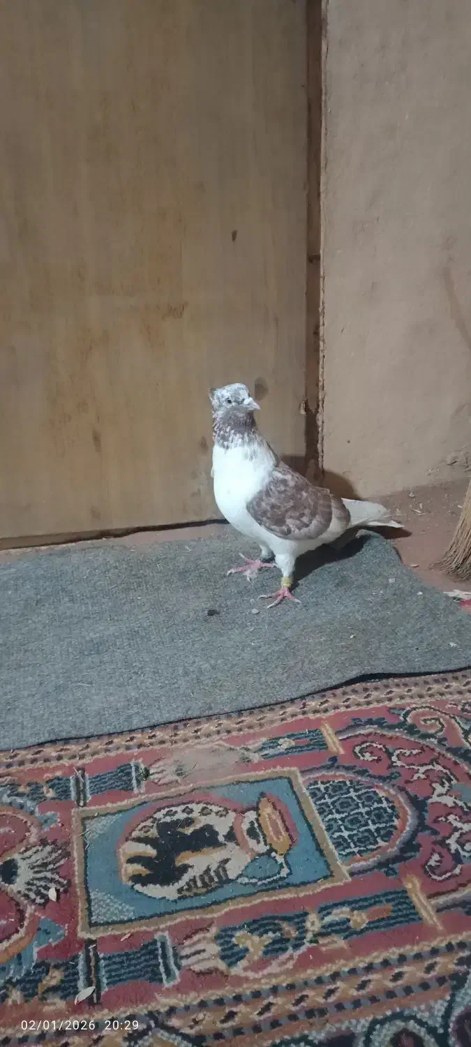 کفتر گرگی|پرنده|شال, |دیوار