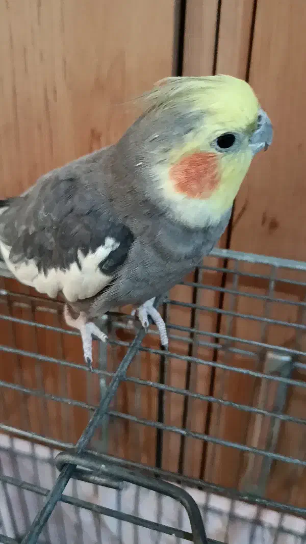 عروس هلندی نره مست مست اماده سخنگو|پرنده|تهران, امین حضور|دیوار