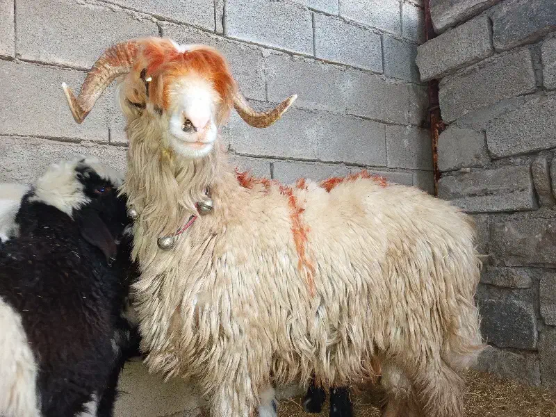 کووه تخمی|حیوانات مزرعه|اندیکا, |دیوار